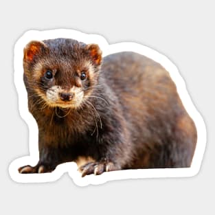 Ferret Sticker